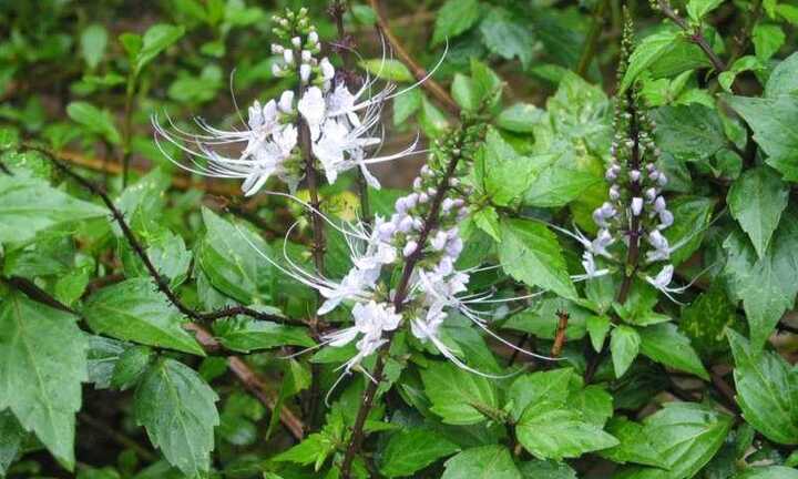 Cây râu mèo: 'Thần dược' khắc tinh sỏi thận