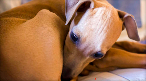 Hy hữu cụ bà 70 tuổi suýt mất mạng vì bị chó liếm