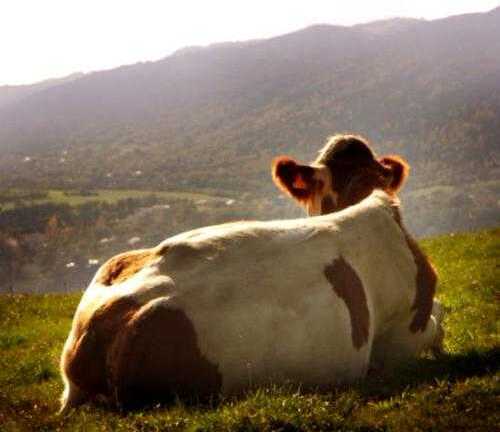 Nước tiểu bò: 'Thần dược' được săn lùng ở Ấn Độ