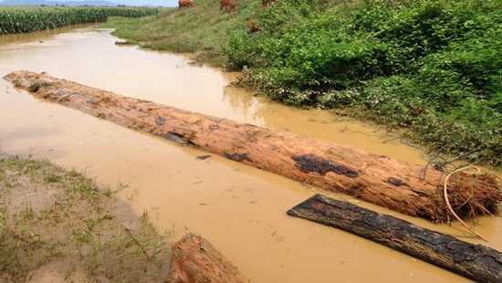 Bơi giữa nước xiết vớt gỗ củi, kiếm tiền triệu mỗi ngày