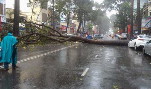 Cổ thụ bật gốc trong mưa lớn đè chết người, hỏng nhà