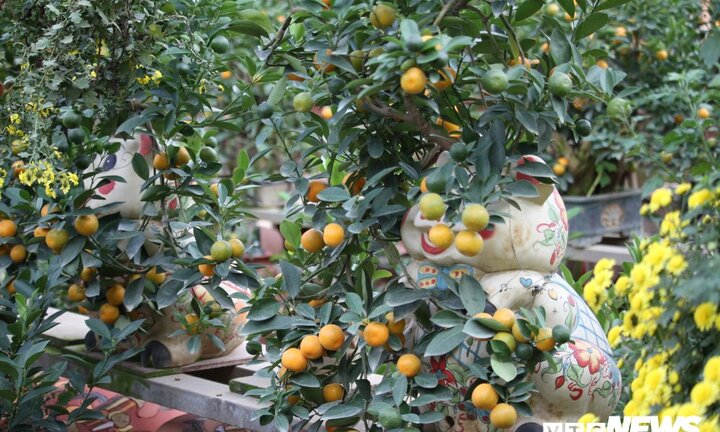 Ảnh: Lợn vàng cõng quất giá chục triệu đồng chờ Tết