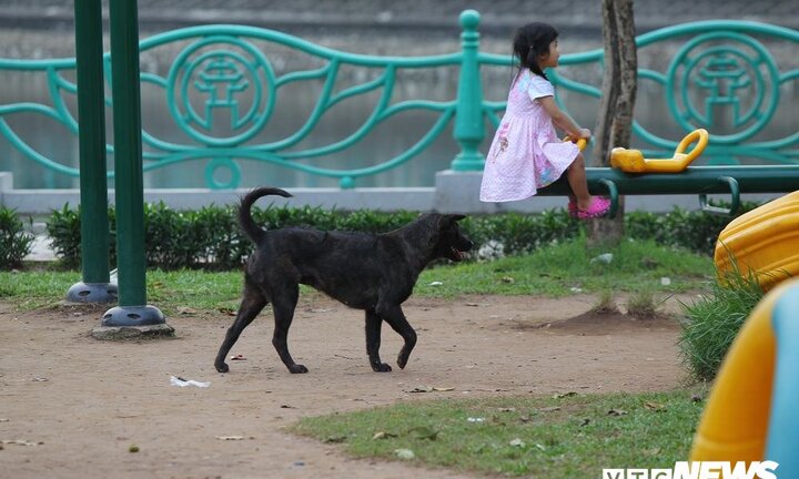 Ảnh: Hãi hùng cảnh trẻ em Hà Nội vô tư chơi đùa bên những con chó không rọ mõm