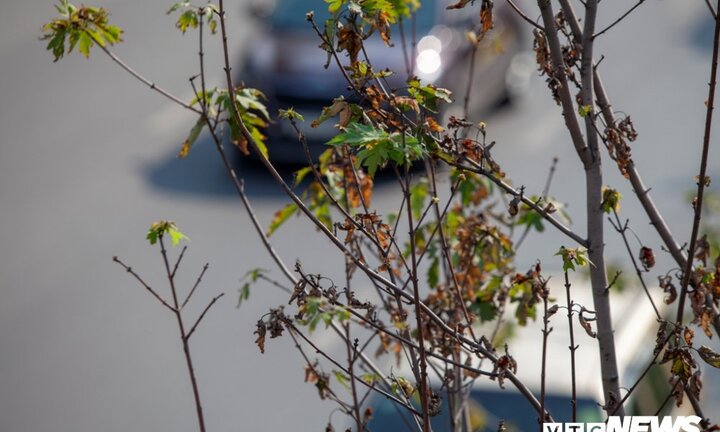 Ảnh: Hàng phong lá đỏ khô héo trong nắng thu Hà Nội, người dân hụt hẫng