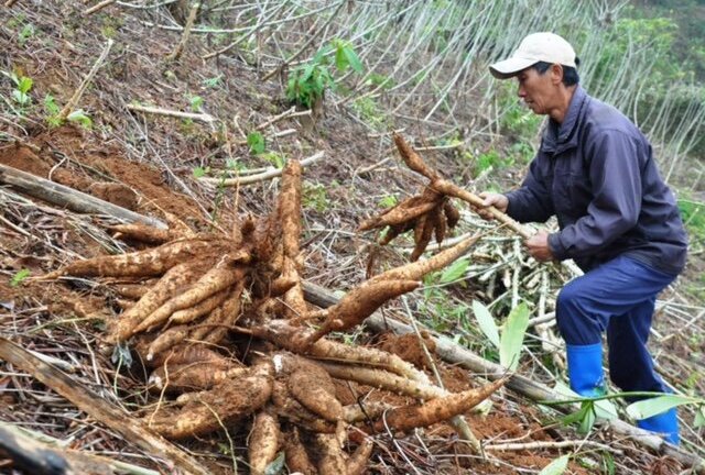 Viện Hóa học Công nghiệp lần đầu tiên sản xuất thành công tá dược từ tinh bột sắn