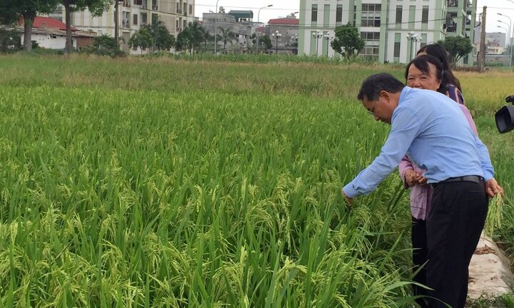 Thương mại hóa giống lúa Hương Cốm