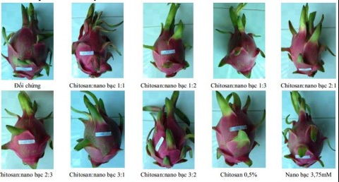 Ứng dụng công nghệ chitosan-nano bạc trong bảo quản thanh long