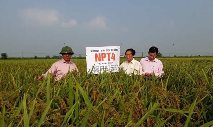 Nghiên cứu chọn tạo thành công giống siêu lúa NPT4, NPT5