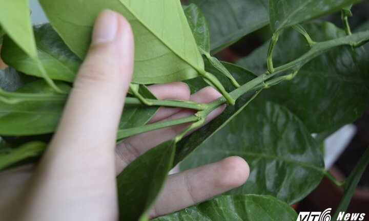 TS Nguyễn Thế Hùng – nghiên cứu và khảo nghiệm thành công phân bón lá nano Sông Hồng
