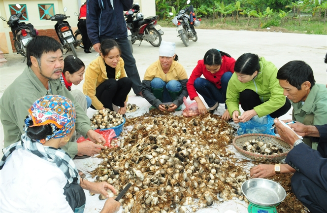 Mô hình ứng dụng công nghệ nhân giống dạng dịch thể sản xuất giống nấm