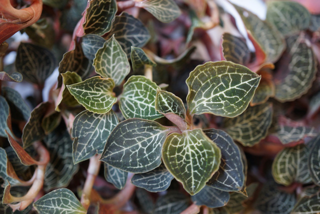 Hợp tác, xây dựng quy trình sản xuất sinh khối cây dược liệu lan gấm