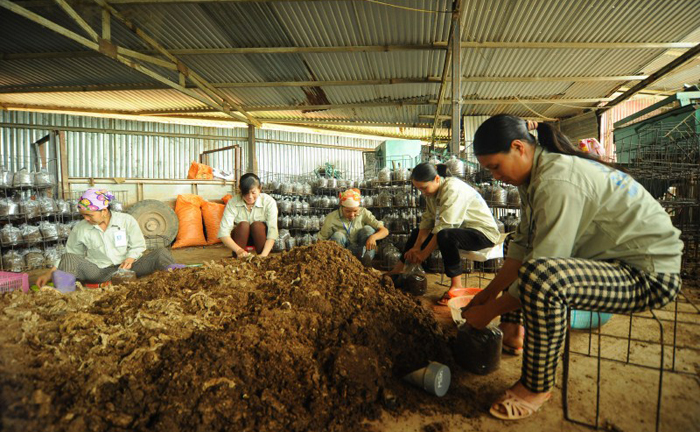 Thu năng lượng từ lõi ngô, giảm ô nhiễm môi trường