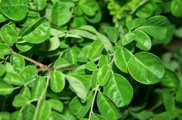 Nghiên cứu phát triển cây dược liệu Chùm Ngây