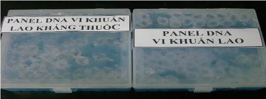 Hoàn thiện công nghệ sản xuất kit chẩn đoán lao và lao kháng thuốc
