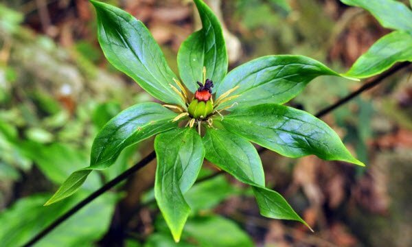 Nhân giống thành công cây dược liệu Bảy lá một hoa và Huyết rồng lào