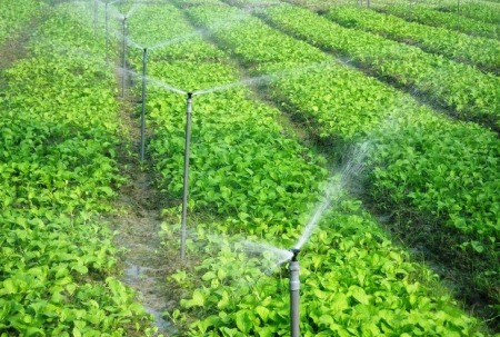 Thiết bị tưới phun mưa trên diện tích vuông cho cây trồng