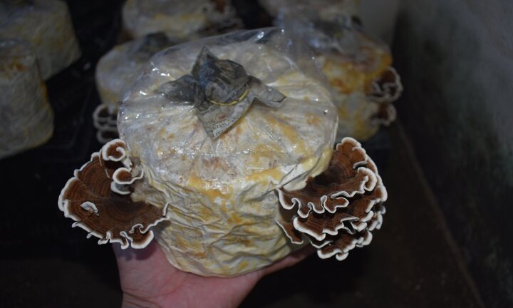 Nuôi trồng thành công nấm Vân chi tại Trung tâm Công nghệ sinh học Đà Nẵng