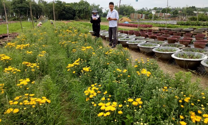 Nhân giống và sản xuất thành công Cúc giống vàng hòe Chrysanthemum sp