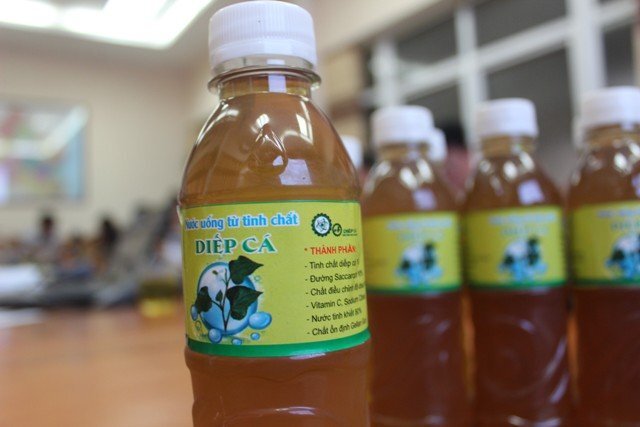 Sản xuất đồ uống chức năng từ cây diếp cá