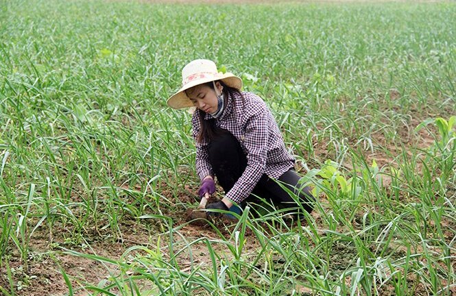 Xây dựng, hoàn thiện quy trình sản xuất rượu tỏi đen