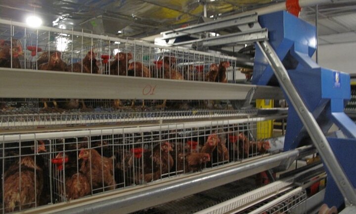 Hệ thống tự động hóa trang trại gà thông minh