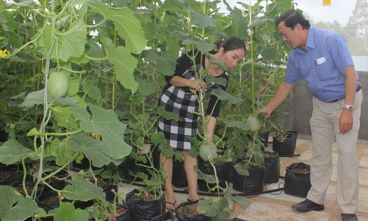 Thử nghiệm thành công mô hình trồng dưa lưới trong nhà màng