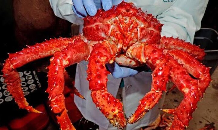 Nghịch lý: Cua Hoàng đế ở nước ngoài bán chân càng, về Việt Nam bán cả con