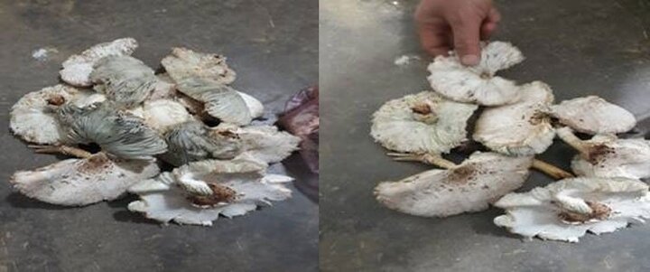 9 người ngộ độc do ăn nấm mọc sau nhà: Bộ Y tế cảnh báo loạt nguy cơ của nấm lạ, nấm hoang dại