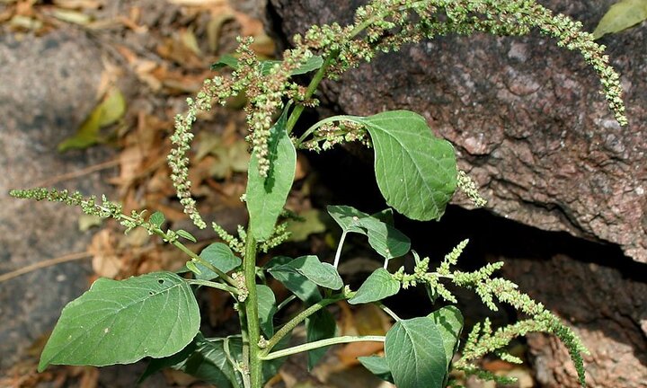 Nghiên cứu mới của Việt Nam: Chiết xuất từ rau dền cơm có thể chống ung thư và nhiều bệnh mãn tính