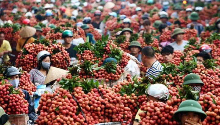 Màng bao gói khí quyển biến đổi công nghệ mới bảo quan nâng chất lượng vải