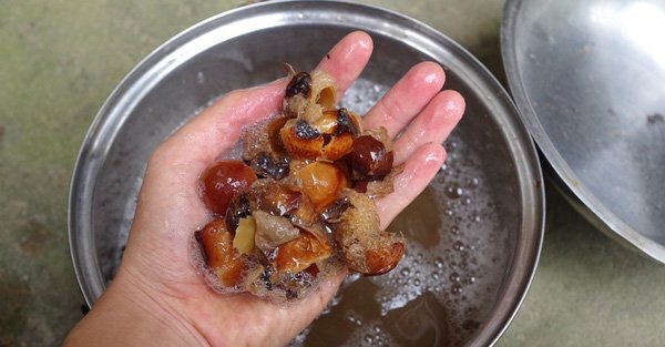 Nghiên cứu chiết xuất nước giặt tẩy quần áo chống muỗi từ quả bồ hòn