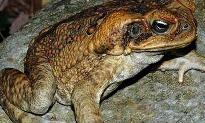 Ăn thịt cóc chữa ung thư, một phụ nữ chết vì ngộ độc