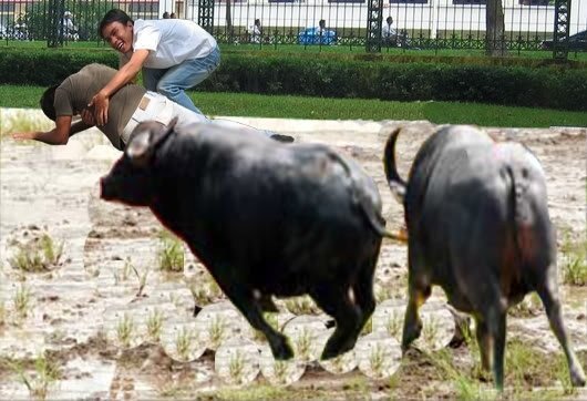 Đang ngồi chơi trước cổng nhà, bị trâu đi qua húc rách khí quản