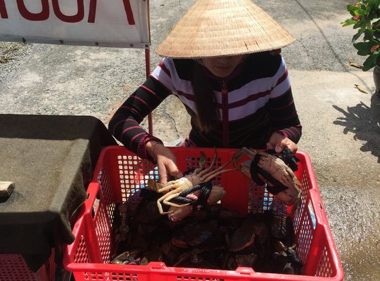 Sự thật về cua biển siêu rẻ, giá chỉ ngang bát phở 50.000 đồng/kg