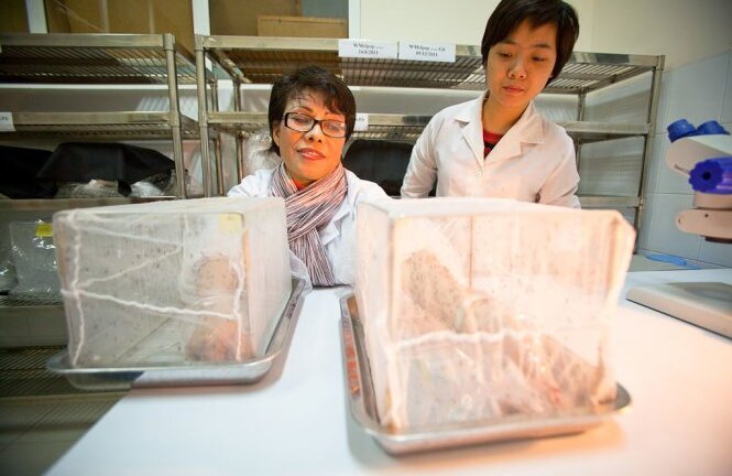 Sẽ thả muỗi trừ sốt xuất huyết ra ngoại thành Nha Trang