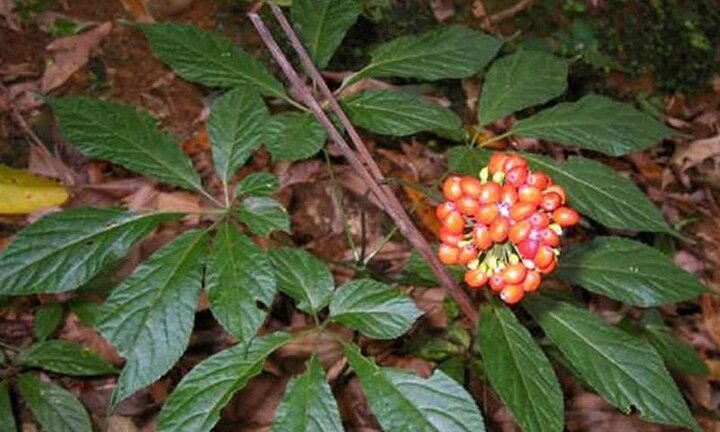 Những kho tiền tỷ dấu trên đỉnh núi Ngọc Linh