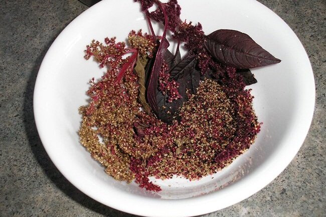 Bất ngờ công dụng ngừa ung thư của loại rau mọc dại khắp Việt Nam