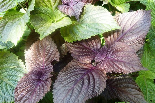 Mẹ bầu cần cẩn trọng với những bài thuốc an thai 'truyền miệng'