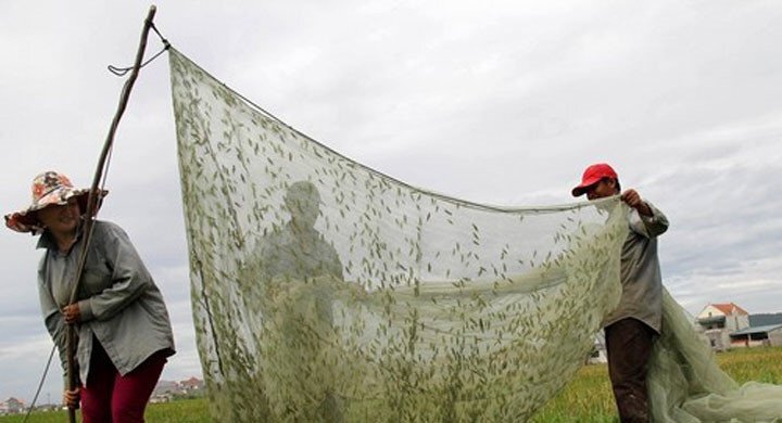 Muôn kiểu săn châu chấu kiếm tiền triệu mỗi đêm