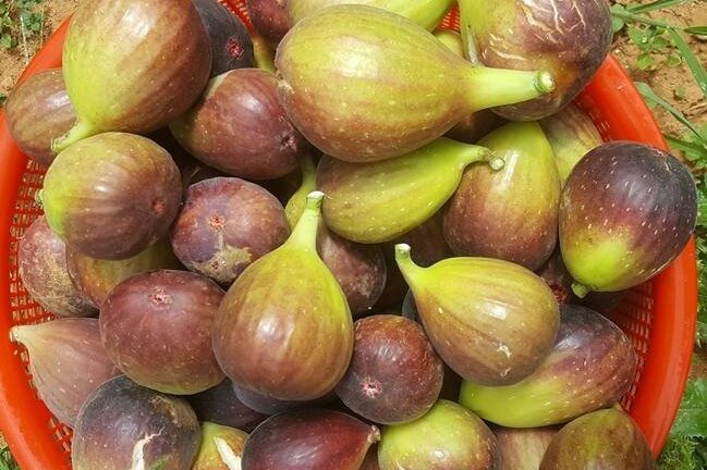 Quả sung to như quả vả ăn ngọt mát, giá tới 350.000 đồng/kg