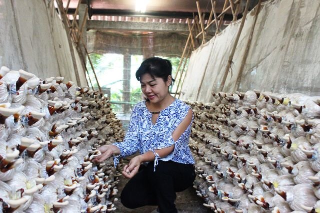 Giám đốc ngân hàng bỏ lương trăm triệu, trồng rau thu 2 tỷ/tháng