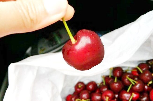 Tin vui: Cherry Úc sạch chính thức được vào Việt Nam