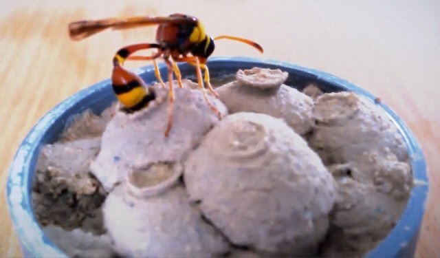 Người mẹ trẻ đứng ngồi không yên vì trót chữa quai bị cho con bằng tổ tò vò