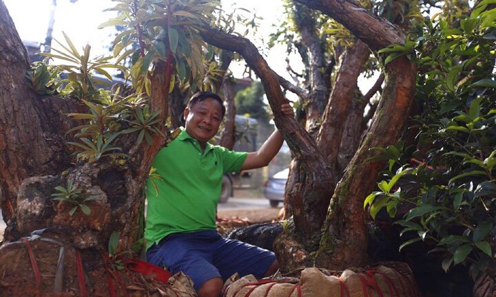 Chân dung đại gia Sapa chi 4 tỷ đồng mua 27 cây đỗ quyên cổ thụ