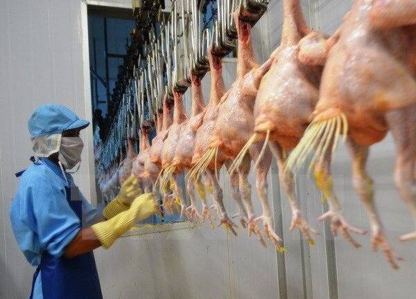 Lô gà đầu tiên của Việt Nam sẽ xuất sang Nhật vào ngày 9/9