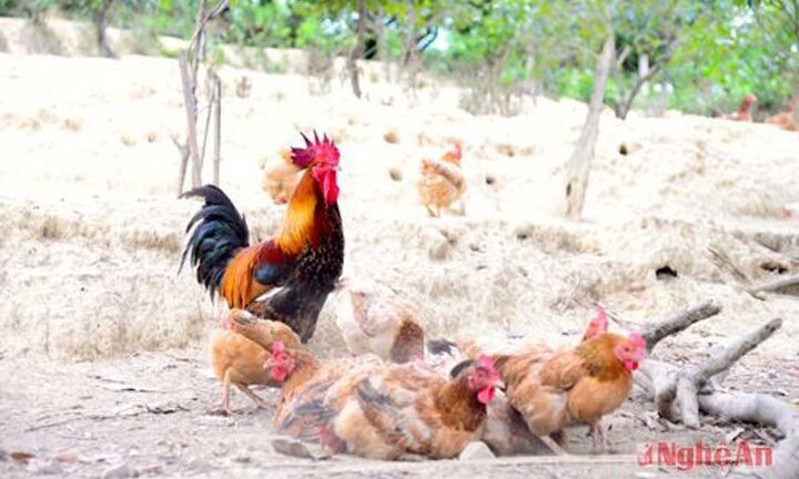 Bán gà đồi Thanh Chương ngày lễ thu hàng tỷ đồng