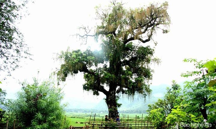 Ngắm cây lộc vừng cổ thụ giá nửa tỷ đồng không bán
