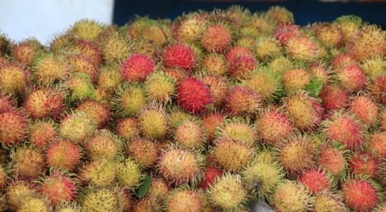 Chôm chôm giảm mạnh, giá thấp kỷ lục