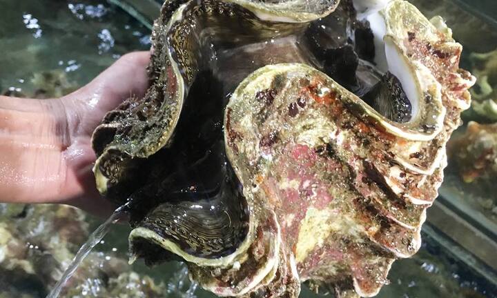 Đại gia Hà thành đua nhau săn ốc 'to nhất quả đất': Nặng 10kg, giá 4 triệu