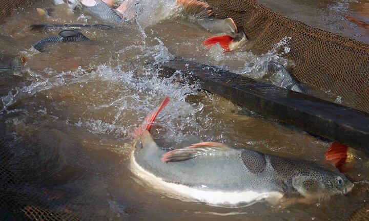 Cận cảnh đàn ‘thuỷ quái’ Amazon bạc tỷ của anh hai miền Tây